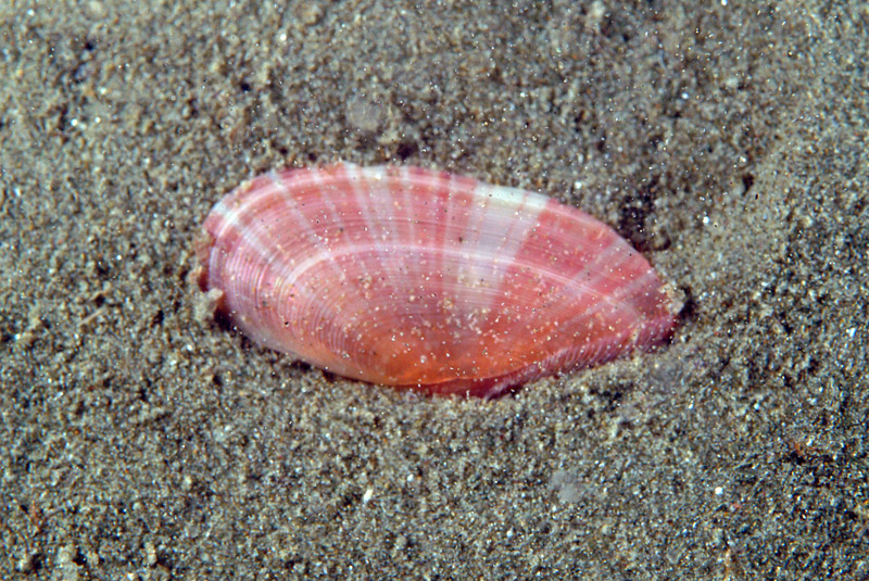 Tellina nitida